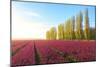 The blue sky at dawn and colourful fields of tulips in bloom surrounded by tall trees-Roberto Moiola-Mounted Photographic Print
