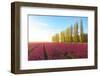 The blue sky at dawn and colourful fields of tulips in bloom surrounded by tall trees-Roberto Moiola-Framed Photographic Print