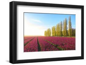 The blue sky at dawn and colourful fields of tulips in bloom surrounded by tall trees-Roberto Moiola-Framed Photographic Print