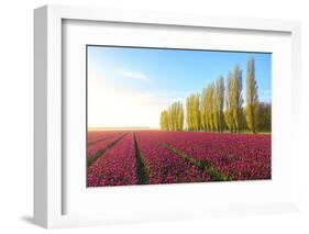 The blue sky at dawn and colourful fields of tulips in bloom surrounded by tall trees-Roberto Moiola-Framed Photographic Print