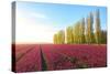 The blue sky at dawn and colourful fields of tulips in bloom surrounded by tall trees-Roberto Moiola-Stretched Canvas