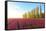 The blue sky at dawn and colourful fields of tulips in bloom surrounded by tall trees-Roberto Moiola-Framed Stretched Canvas