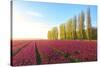 The blue sky at dawn and colourful fields of tulips in bloom surrounded by tall trees-Roberto Moiola-Stretched Canvas