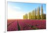 The blue sky at dawn and colourful fields of tulips in bloom surrounded by tall trees-Roberto Moiola-Framed Photographic Print