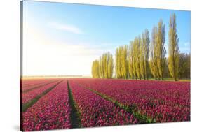 The blue sky at dawn and colourful fields of tulips in bloom surrounded by tall trees-Roberto Moiola-Stretched Canvas