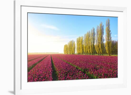 The blue sky at dawn and colourful fields of tulips in bloom surrounded by tall trees-Roberto Moiola-Framed Photographic Print