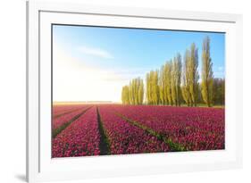 The blue sky at dawn and colourful fields of tulips in bloom surrounded by tall trees-Roberto Moiola-Framed Photographic Print