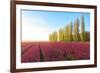 The blue sky at dawn and colourful fields of tulips in bloom surrounded by tall trees-Roberto Moiola-Framed Photographic Print