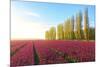 The blue sky at dawn and colourful fields of tulips in bloom surrounded by tall trees-Roberto Moiola-Mounted Photographic Print