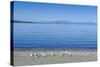 The Blue Waters of Lake Taupo with the Tongariro National Park in the Background-Michael Runkel-Stretched Canvas