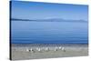 The Blue Waters of Lake Taupo with the Tongariro National Park in the Background-Michael Runkel-Stretched Canvas