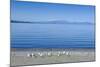 The Blue Waters of Lake Taupo with the Tongariro National Park in the Background-Michael Runkel-Mounted Photographic Print