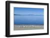 The Blue Waters of Lake Taupo with the Tongariro National Park in the Background-Michael Runkel-Framed Photographic Print