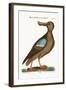 The Blue-Wing Shoveler, 1749-73-Mark Catesby-Framed Giclee Print