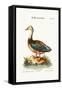 The Blue-Winged Goose, 1749-73-George Edwards-Framed Stretched Canvas