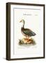 The Blue-Winged Goose, 1749-73-George Edwards-Framed Giclee Print