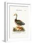 The Blue-Winged Goose, 1749-73-George Edwards-Framed Giclee Print