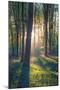The Bluebells of Micheldever Woods Hampshire at Sunrise-Louis Neville-Mounted Premium Photographic Print
