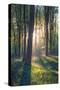 The Bluebells of Micheldever Woods Hampshire at Sunrise-Louis Neville-Stretched Canvas