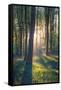 The Bluebells of Micheldever Woods Hampshire at Sunrise-Louis Neville-Framed Stretched Canvas