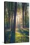 The Bluebells of Micheldever Woods Hampshire at Sunrise-Louis Neville-Stretched Canvas