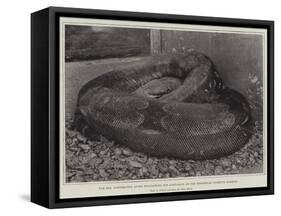 The Boa Constrictor after Swallowing His Companion at the Zoological Society's Gardens-null-Framed Stretched Canvas