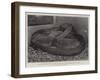 The Boa Constrictor after Swallowing His Companion at the Zoological Society's Gardens-null-Framed Giclee Print