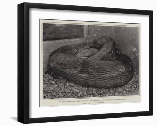 The Boa Constrictor after Swallowing His Companion at the Zoological Society's Gardens-null-Framed Giclee Print