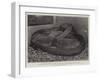 The Boa Constrictor after Swallowing His Companion at the Zoological Society's Gardens-null-Framed Giclee Print