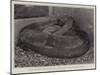 The Boa Constrictor after Swallowing His Companion at the Zoological Society's Gardens-null-Mounted Giclee Print