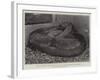 The Boa Constrictor after Swallowing His Companion at the Zoological Society's Gardens-null-Framed Giclee Print