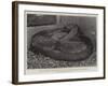 The Boa Constrictor after Swallowing His Companion at the Zoological Society's Gardens-null-Framed Giclee Print