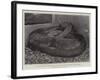 The Boa Constrictor after Swallowing His Companion at the Zoological Society's Gardens-null-Framed Giclee Print