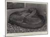 The Boa Constrictor after Swallowing His Companion at the Zoological Society's Gardens-null-Mounted Giclee Print