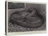 The Boa Constrictor after Swallowing His Companion at the Zoological Society's Gardens-null-Stretched Canvas