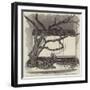 The Boa Constrictor Swallowing the Wrapper, in the Menagerie of the Zoological Society-null-Framed Giclee Print