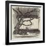 The Boa Constrictor Swallowing the Wrapper, in the Menagerie of the Zoological Society-null-Framed Giclee Print