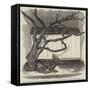 The Boa Constrictor Swallowing the Wrapper, in the Menagerie of the Zoological Society-null-Framed Stretched Canvas