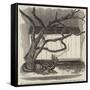 The Boa Constrictor Swallowing the Wrapper, in the Menagerie of the Zoological Society-null-Framed Stretched Canvas