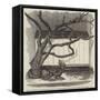 The Boa Constrictor Swallowing the Wrapper, in the Menagerie of the Zoological Society-null-Framed Stretched Canvas