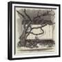 The Boa Constrictor Swallowing the Wrapper, in the Menagerie of the Zoological Society-null-Framed Giclee Print