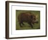 The Boar-Rosa Bonheur-Framed Premium Giclee Print