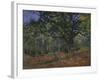 The Bodmer Oak, Fontainebleau Forest, 1865-Claude Monet-Framed Giclee Print