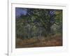 The Bodmer Oak, Fontainebleau Forest, 1865-Claude Monet-Framed Giclee Print