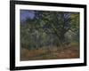 The Bodmer Oak, Fontainebleau Forest, 1865-Claude Monet-Framed Giclee Print