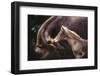 The Bond-Heike Willers-Framed Photographic Print