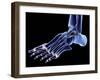 The Bones of the Foot-PASIEKA-Framed Photographic Print