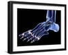 The Bones of the Foot-PASIEKA-Framed Photographic Print