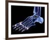 The Bones of the Foot-PASIEKA-Framed Photographic Print