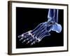 The Bones of the Foot-PASIEKA-Framed Photographic Print